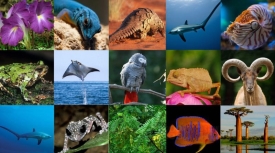 Archiwa рідкі види тварин | ЕКОНОМІЧНІ НОВИНИ ПОЛЬЩІ